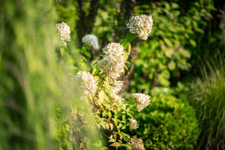 Delicate white flowers bloom amidst vibrant greenery, showcasing the beauty of a well-maintained garden in the warmth of spring.の写真素材