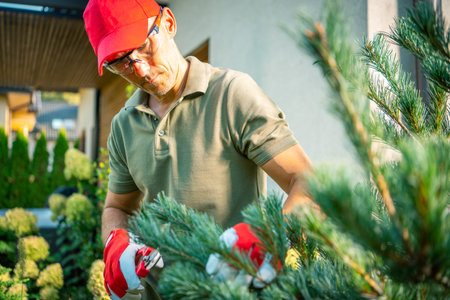 A man carefully prunes a pine tree in his backyard garden, focusing on the branches as the sun...