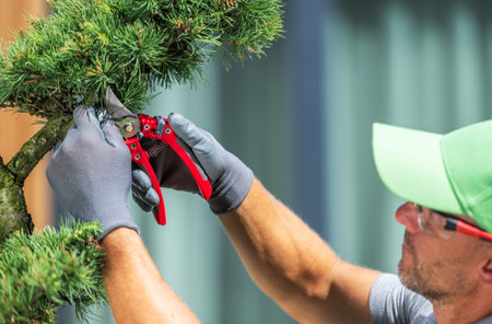 A man carefully trims a tree using pruning shears, ensuring clean cuts for healthy growth. It's a...