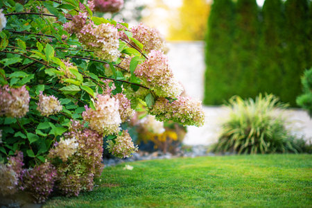 Hydrangeas bloom vibrantly in a tranquil garden, showcasing shades of pink and white against a...