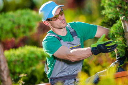 A gardener in protective gear carefully shapes plants in a vibrant garden under clear skies, showcasing detailed horticultural work.の写真素材