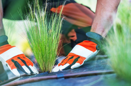 A gardener is carefully planting new grass in a lush garden, focusing on creating a healthy green landscape under the sun's warm rays.の写真素材