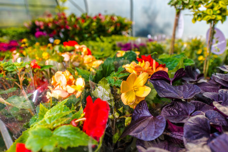 A vibrant display of blooming flowers fills the greenhouse, showing a variety of colors and plant types as spring cultivation gets underway.の写真素材