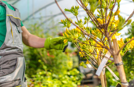 A gardener in gloves carefully inspects and nurtures young plants in a bright greenhouse filled with lush greenery.の写真素材