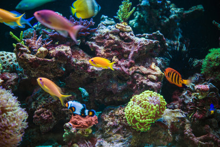 A variety of tropical fish swim gracefully around colorful corals, showcasing a lively underwater ecosystem in an aquarium setting.の写真素材