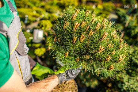 A gardener is nurturing young pine trees in a lively nursery, Focusing on their healthy growth during a sunny spring day.の写真素材