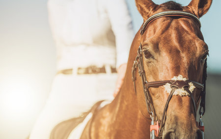 A skilled rider sits atop a beautiful chestnut horse, getting ready for a competition. The bright sunlight enhances the moment with warmth and excitement.の写真素材