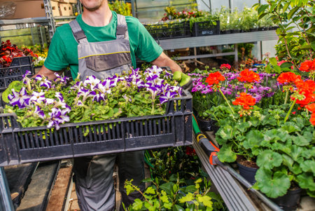 A person wearing gloves and gardening attire transports trays filled with colorful flowers in a well-lit greenhouse. Various plants, including petunias and geraniums, are arranged neatly on shelves, showcasing a lively atmosphere.の写真素材