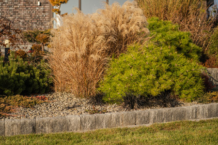 Lush garden showcasing ornamental grasses and vibrant evergreen shrubs in a landscape design. Sunlight highlights textures and colors, creating an inviting outdoor space during a clear autumn day.の写真素材