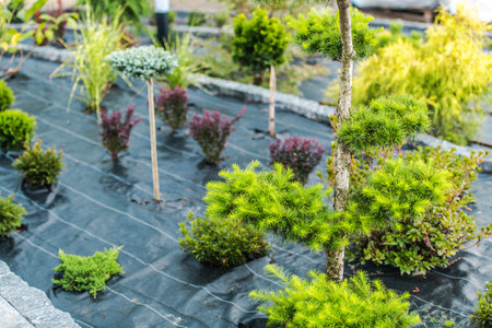 A vibrant garden features various plants, including greenery and ornamental shrubs, neatly arranged with wooden poles for support. The black mulch enhances the plants' colors.の写真素材