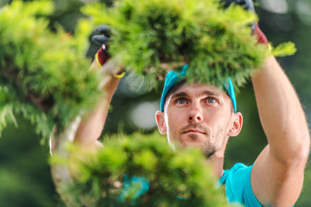 A dedicated gardener focuses intently on pruning a bonsai tree in a vibrant garden. The bright sunlight enhances the greenery all around, showing nature's beauty.の写真素材