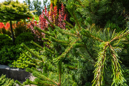 An array of lush green plants and colorful foliage creates a vibrant garden setting. Trees and shrubs thrive under bright sunlight, enhancing the beauty.の写真素材
