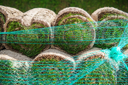 Grass turfs rolls wrapped in netting are stacked neatly in a sunny field, indicating a busy season for landscaping and gardening tasks during summer months.の写真素材
