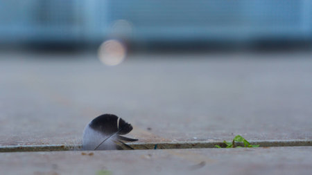 feather on asphalt in crackの写真素材