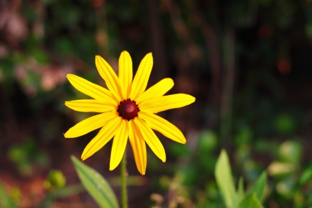 yellow flowerの写真素材