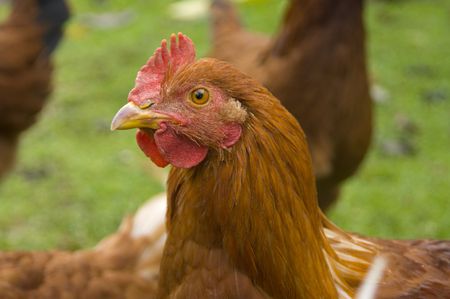 Profile of a free range roosterの写真素材
