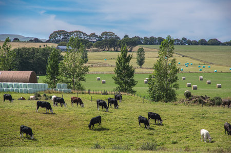 Farm scene with hay and cows in fields in New Zealandの写真素材
