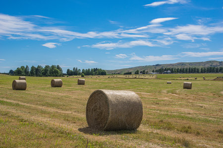 Hay bales in fieldの写真素材