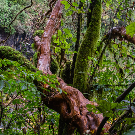 Dawson Falls on Mt Taranaki, New Zealand. A rainforest beauty.の写真素材