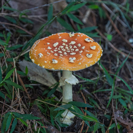 Mushroom, or toadstool, found on pine forest floor.の写真素材