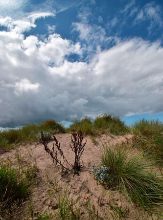 Nature Beach Summerの写真素材