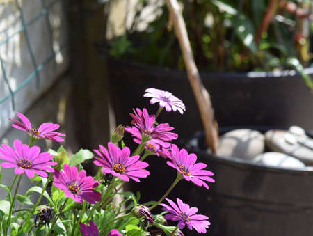 Garden Flowers Plantsの写真素材