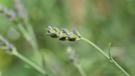 Garden Flowers Plantsの写真素材