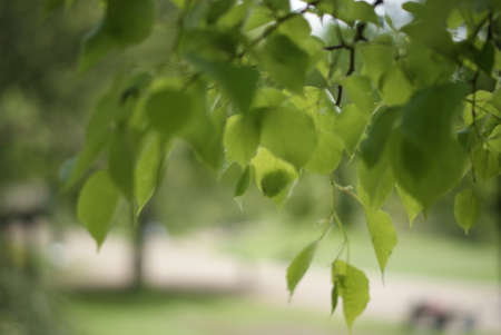 Plants Flowers Trees