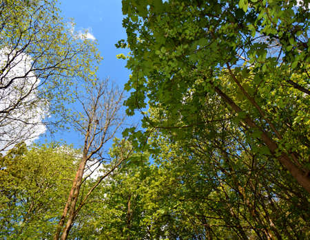 Summer Trees Nature