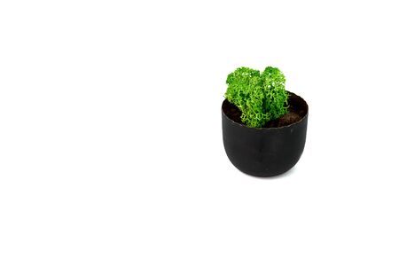 Decorative moss plant in dark pot isolated on with background. Succulent and cactus. Copy space.の写真素材