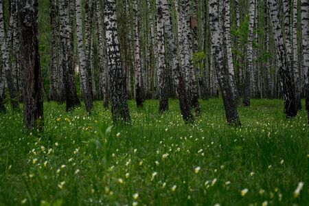 Panorama of white birch forest with sunlight in summer, landscape banner.の写真素材