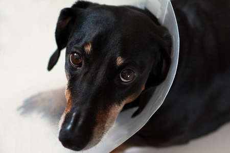 Sad dog lying on a bed sick with vet plastic Elizabethan collar on neck. A dachshund in a dog...