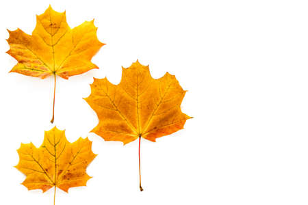 Autumn maple leaves isolated on white background. Template mockup fall, halloween, harvest...
