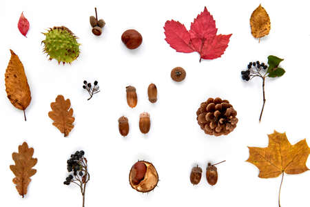 Autumn composition. Pattern made of dried leaves, branches, pine cones, berries, chestnuts and...