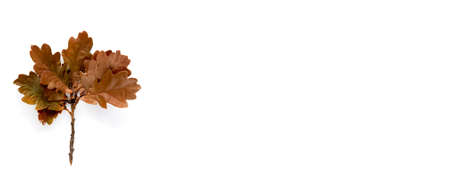 Autumn brown branch of oak leaf isolated on white background. Template mockup fall, halloween,...