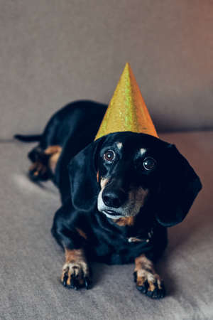Cute dog in party hat. Happy birthday anniversary. Black brown dachshund portrait celebrating a new yearの写真素材