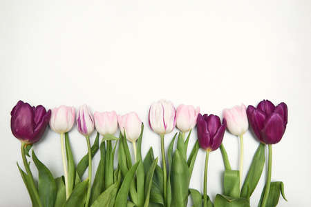 Floral background with copy space. Flat-lay frame of tulips. Womens day, mothers day greeting cardの写真素材