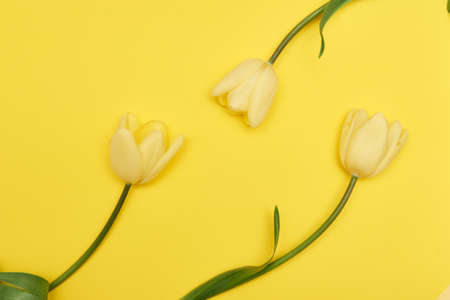 Flat-lay frame of tulips.の写真素材