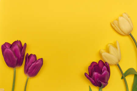 Flat-lay frame of tulips.の写真素材