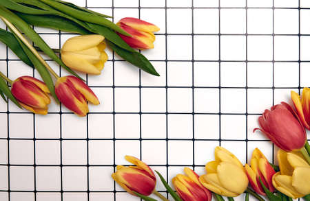 Flat-lay frame of tulips.