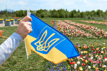 Female hand with Ukrainian flag on field of tulips, closeupの写真素材