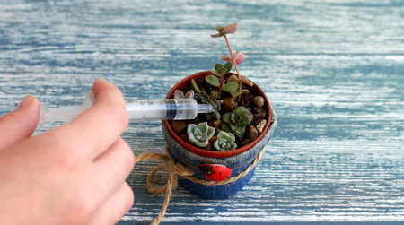 Small succulents in focus, sprinkled with clean water from a syringe, in a tiny pot in a denim...
