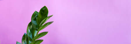 The green branch of the zamiokulkas on a pink background.