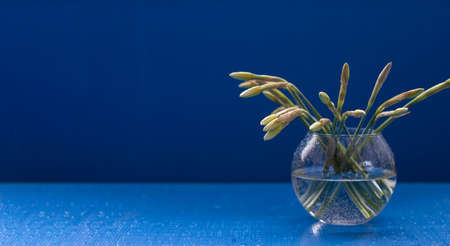 A bouquet of daffodil buds in a round vase on a blue background.の写真素材