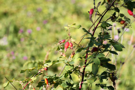 Orange wild rose hips on a green summer meadow on a sunny day.Autumn harvest. Useful medicinal plants.の写真素材