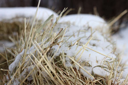Golden straw under the snow for making stuffed animals on Shrovetide. Out of focus.の写真素材