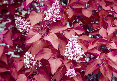 Blossoming white lilac, tinted in pink.の写真素材