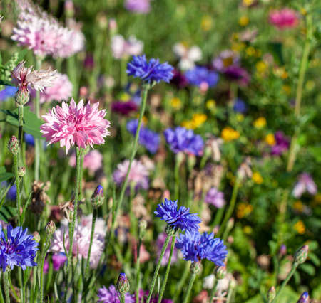 Pink and blue cornflowers on a multi-colored summer field. Multicolored meadow. Pink cornflower close-up.の写真素材