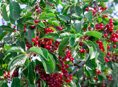 Bright red clusters of cherry berries on the branches. The abundant summer harvest of cherry.