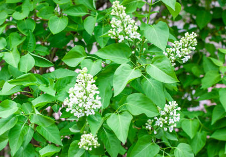 Branches of white lilac and green leaves during flowering.の写真素材